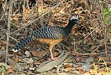 Bare-faced Curassow